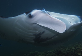 Manta